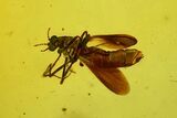 Fossil Fly (Diptera) In Baltic Amber - Jewelry Quality #128347-3